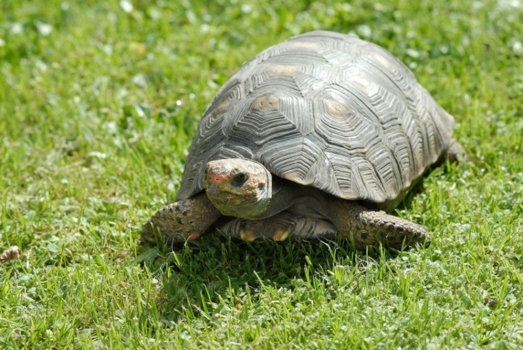 tortoise pet_Amaya Eguizábal_Pixabay