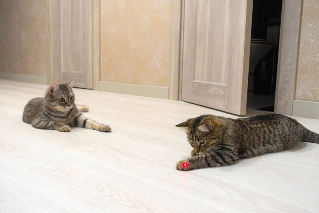 Two cats playing with laser pointer