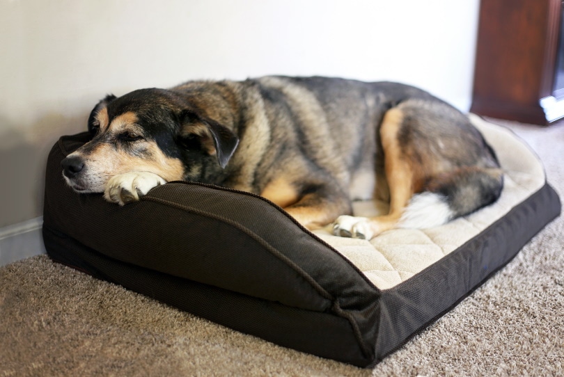 water proof dog bed_Christin Lola_Shuuterstock
