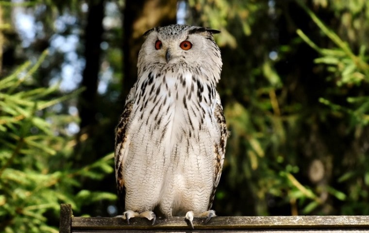 white owl_Alexas_fotos_Pixabay