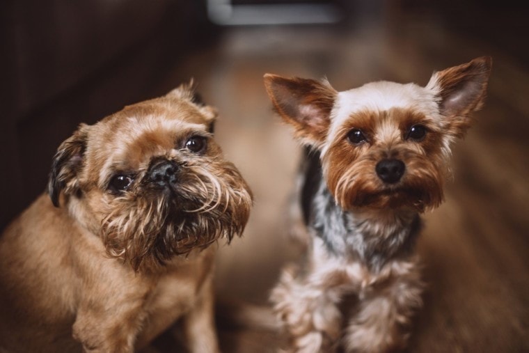 yorkshire terrier and brussels griffon