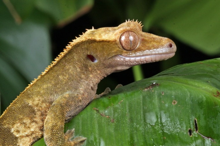 A crested gecko resting on a leaf