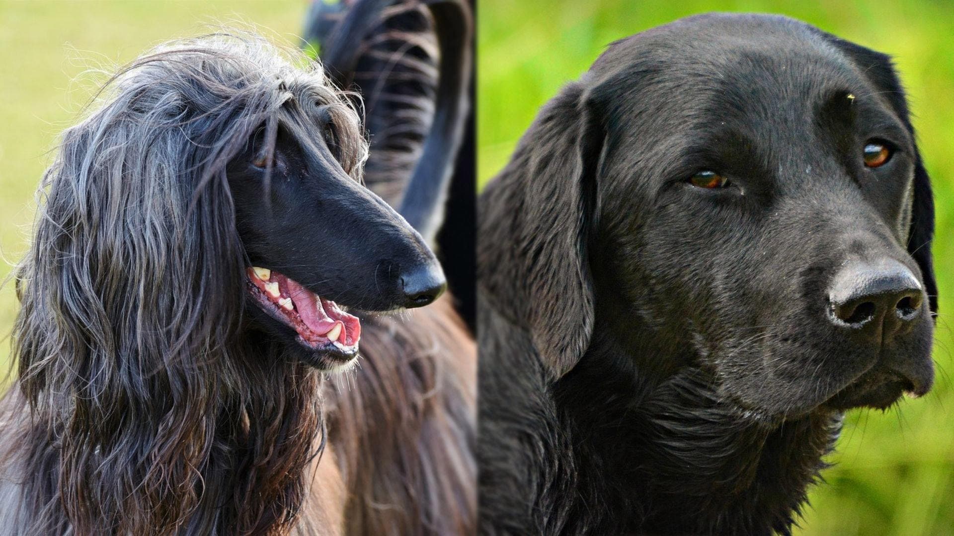 Afador (Afghan Hound &amp; Lab Mix): Info, Pictures, Care Guide &amp; More! | Pet Keen