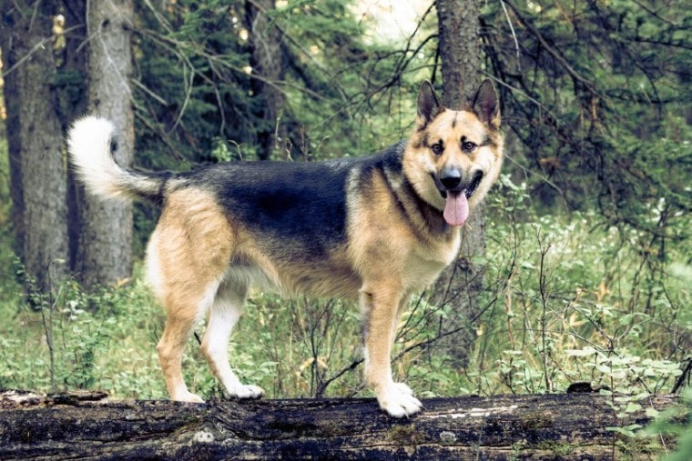 American Alsatian in the forest