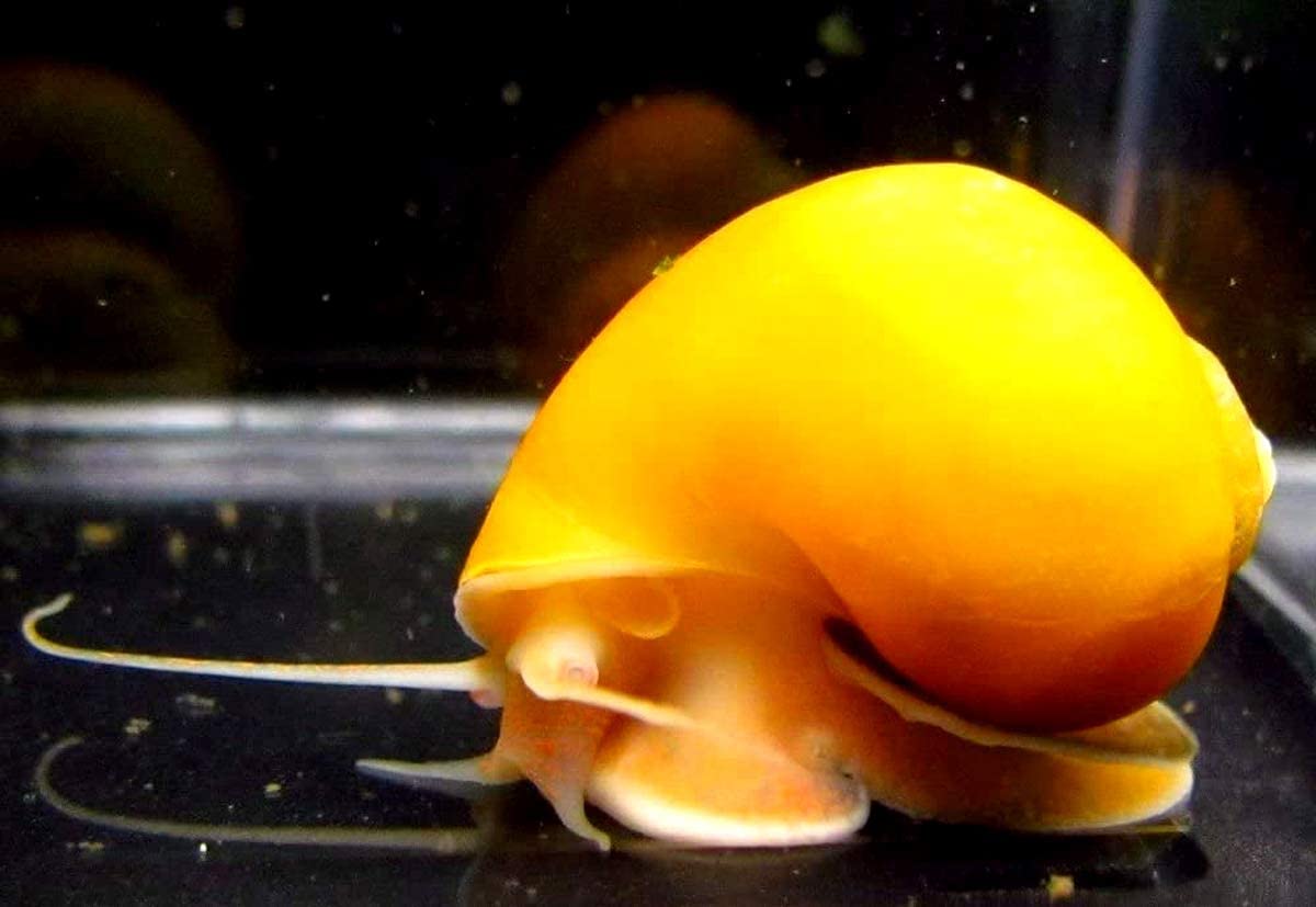 Aquatic Discounts 1 Gold Mystery Snail in tank
