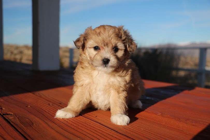Aussiedoodle & Shepherd Mix): Complete Guide, Info, Pictures, Care & More! |