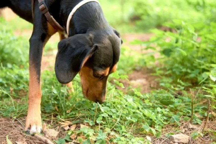 Austrian black and tan hound dog eating the grass