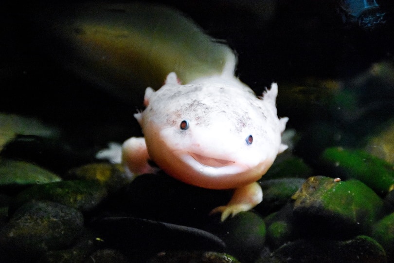 How Much Does an Axolotl Cost? (2022 Price Guide) | Pet Keen