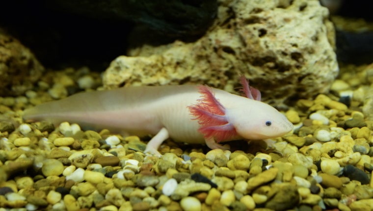 Axolotl makes good pet