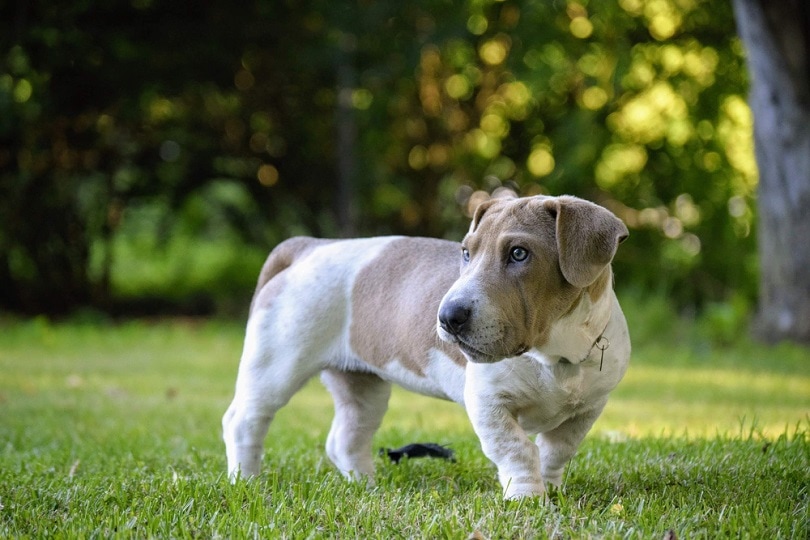 Ba-Shar dog on grass_Enbrunner_Shutterstock