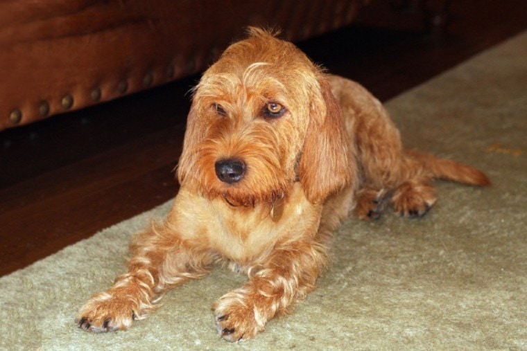 Basset Fauve de Bretagne dog lying on a rug