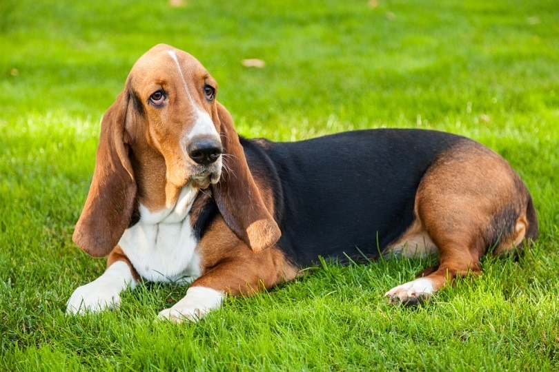 Basset hound lying on the grass