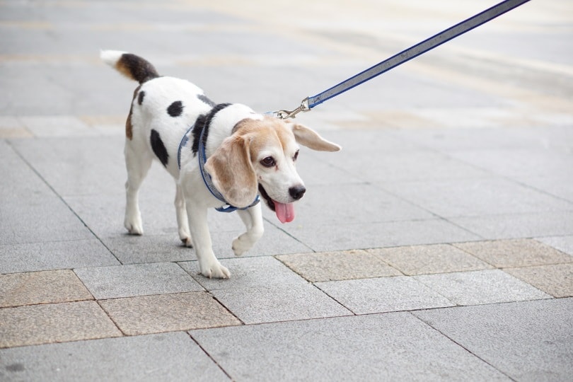 Beaglemation dog_Sutiwat Prutthiprasert_Shutterstock