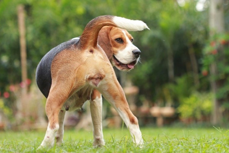 Beagle's swollen genital