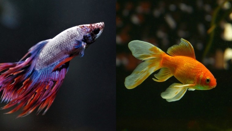 Betta fish and Goldfish