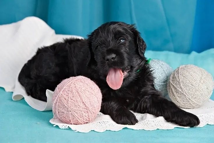 Black Russian Terrier puppy_Shutterstock_Anna Tronova