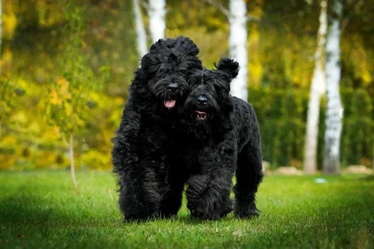 Black Russian Terrier_Shutterstock_Brezhneva.od