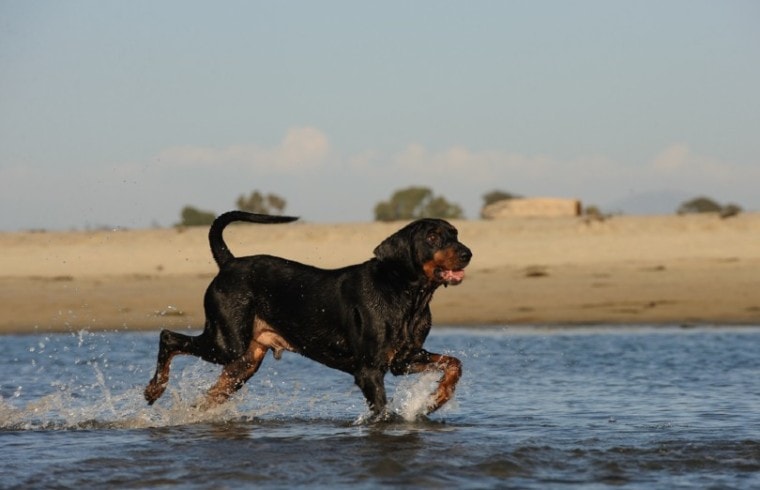 Black and Tan Coonhound at the beach