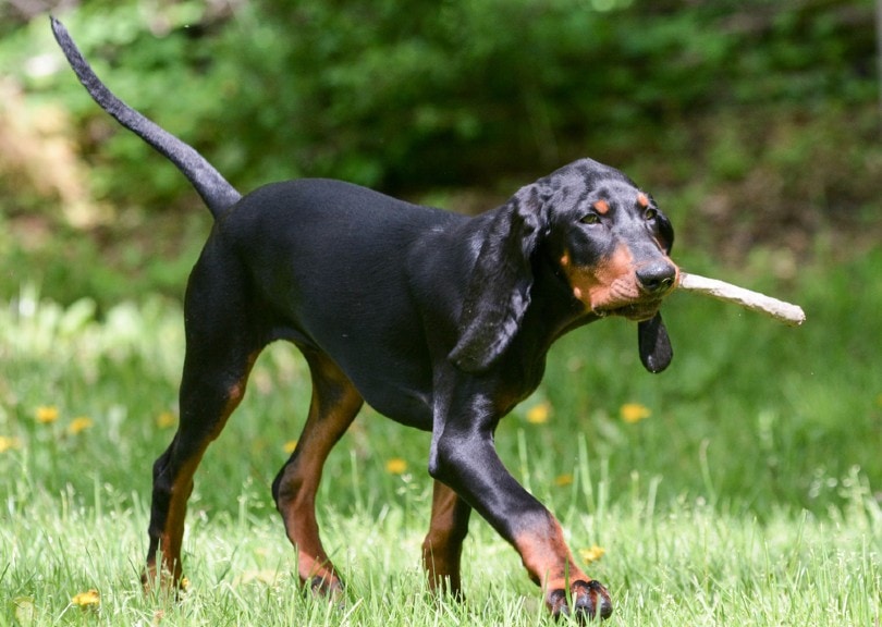 Black and Tan Coonhound playing fetch with a stick