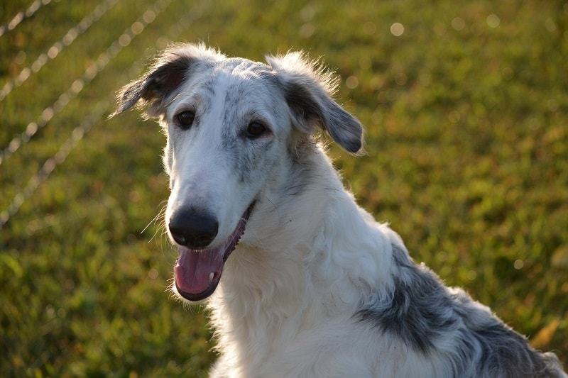 Borzoi Dog Breed: Info, Pictures, Care Guide, Temperament & Traits | Pet  Keen