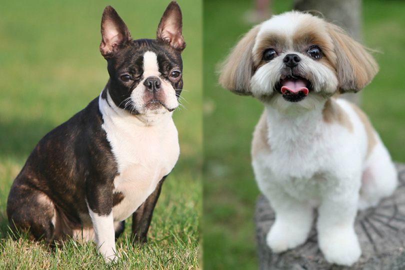 How to Groom a Shih Tzu Boston Terrier Mix?