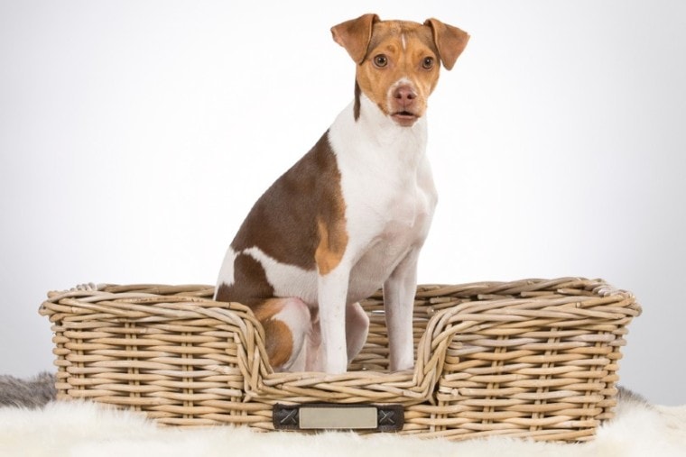 Brazilian terrier puppy sitting in a wooden box