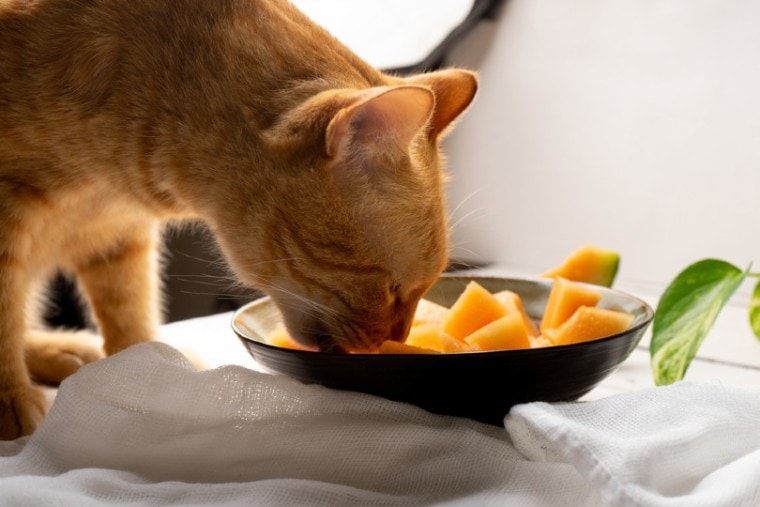 Cat eating melons