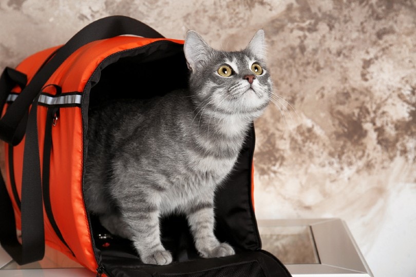 10 Best Cat Carriers for Large Cats in 2021Reviews & Top Picks Pet Keen