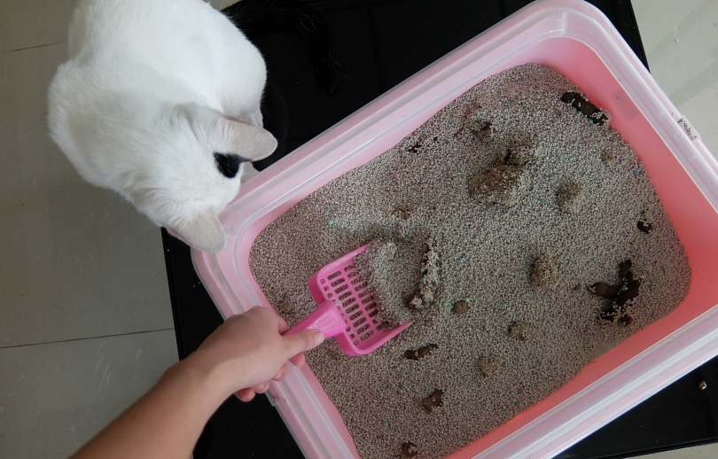 Pala para caja de arena para gatos
