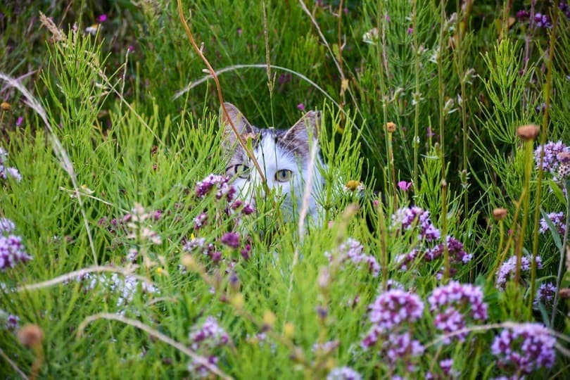 Cat-on-flower-meadow_Ellyy_shutterstock