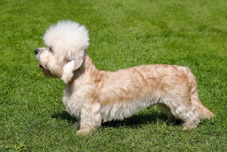 Dandie Dinmont Terrier standing on grass