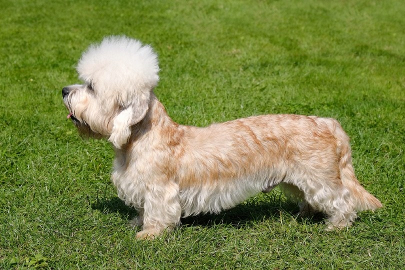 a long bodied short legged breed of dog