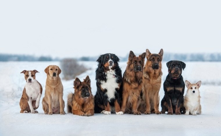 Different dogs on snow, unique female dog names unique male dog names