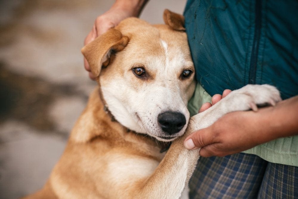 how to help a dog with social anxiety