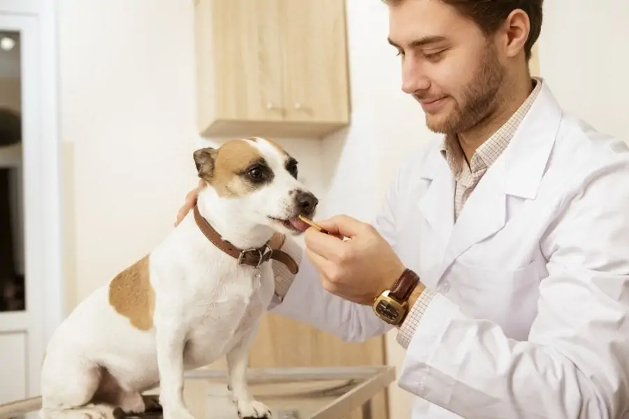 Пищевая аллергия у собак:симптомы и лечение