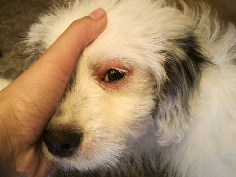 dog eyes infection