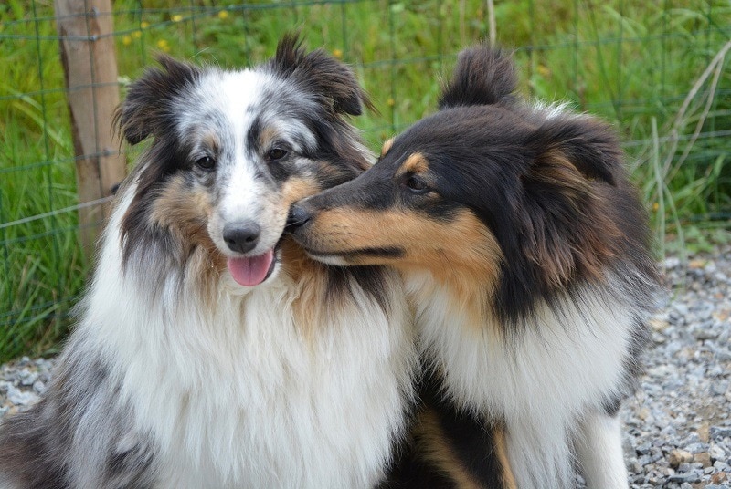 how do you know if your female dog is ready to mate