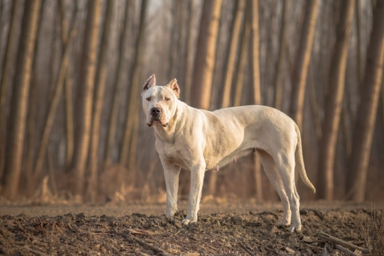 Dogo Argentino in the woods
