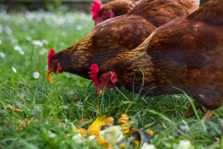 Free-range-chickens-eating-vegetables_rfranca_shutterstock