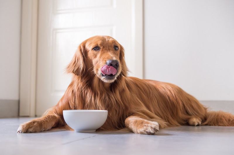 Golden Retriever dog eating
