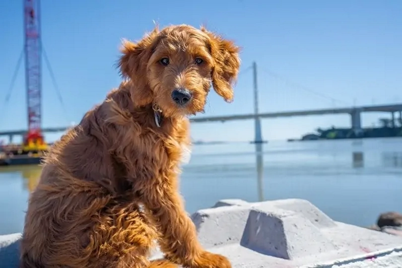 Goldendoodle sitting near the pier