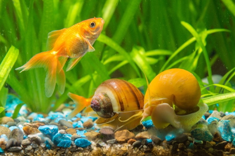 Goldfish and Mystery snails_Madhourse_Shutterstock