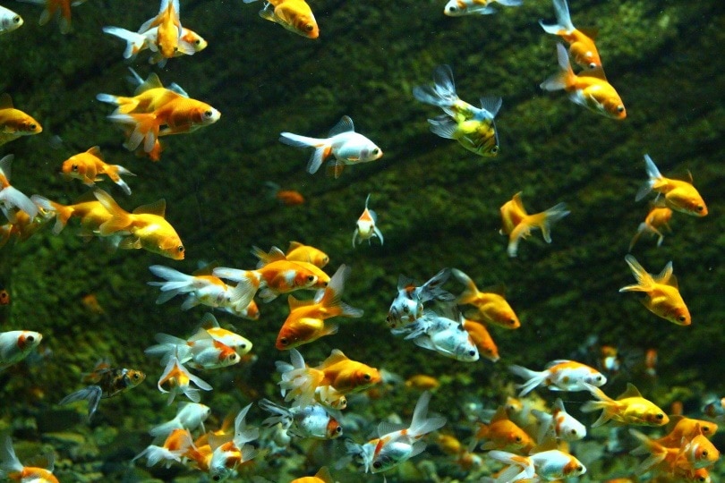 Goldfish fry_zoosnow_Pixabay