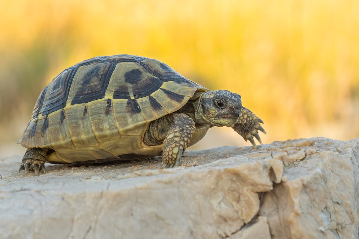 hermann's tortoise