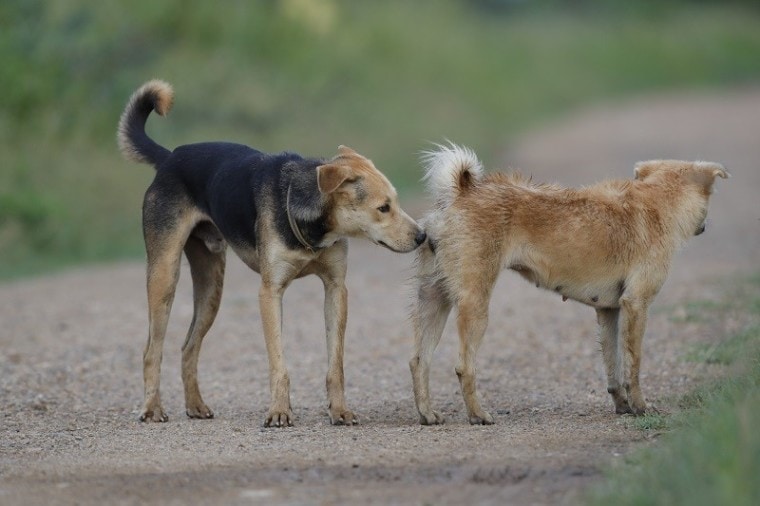 dog sniffing ready to mate