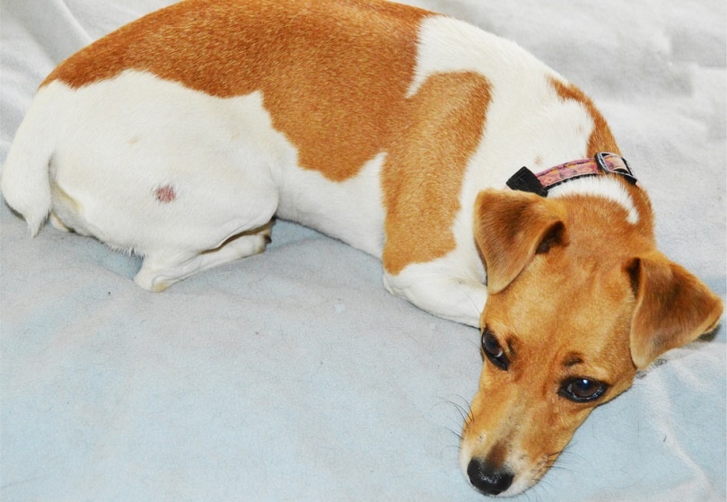 Jack-Russell-suffering-from-ringworm_Nathalie-Marran_shutterstock