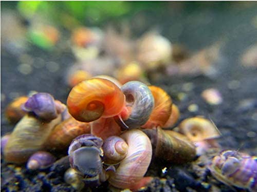 Kazen Aquatic Mix Colors Ramshorn Snails actual