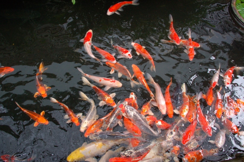 Koi Fish Pond_linda chen_Pixabay
