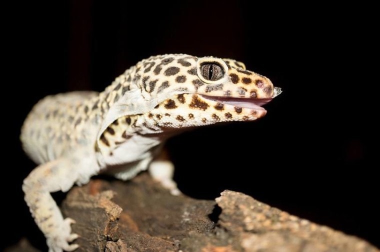 Leopard-Gecko-Shedding-Skin_H.-Evan-Miller_shutterstock