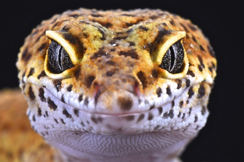 Leopard-gecko_reptiles4all_shutterstock